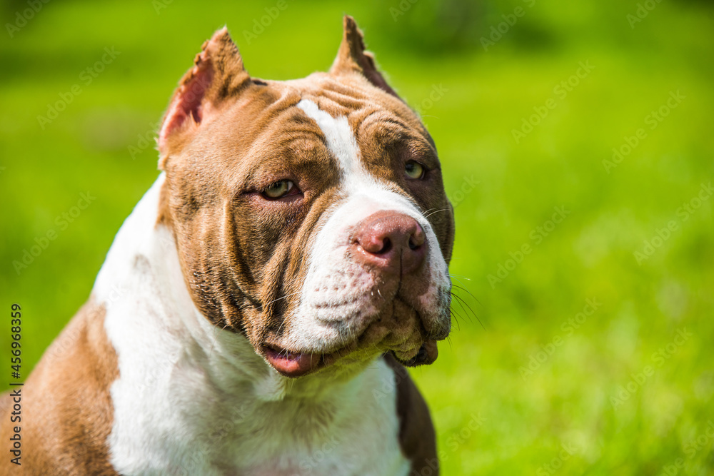 Chocolate color American Bully dog is on green grass Chocolate color American Bully dog is on green grass