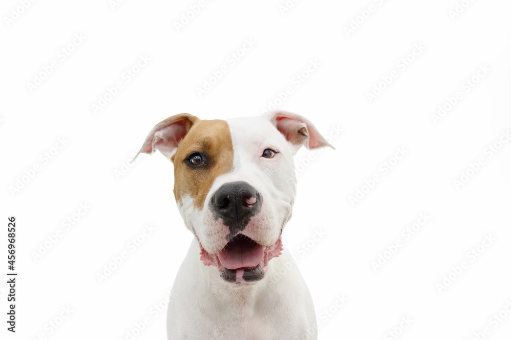 Portrait happy american stanffordshire dog looking at camera. Isolated on white backgorund