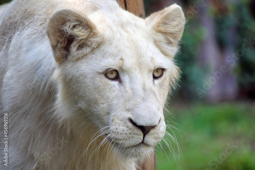 Young White Lion Panthera Leo Krugeri Portrait