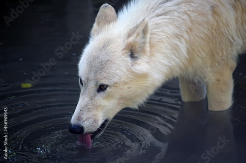 White Arctic Wolf Drinking from Lake