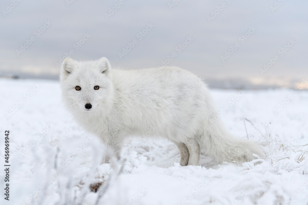  Wild arctic fox (Vulpes Lagopus) in tundra in winter time. White arctic fox.