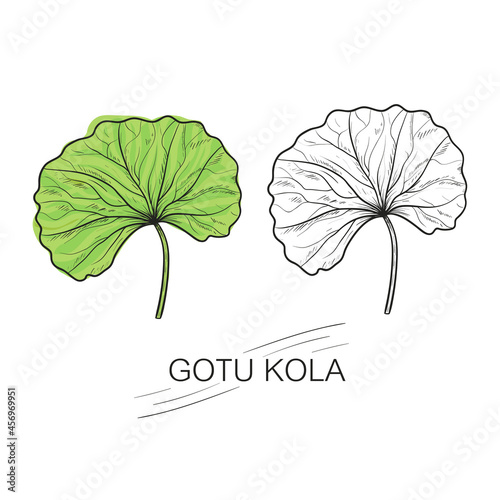 Gotu kola. laves. Centella asian. Cosmetic and medical plant.