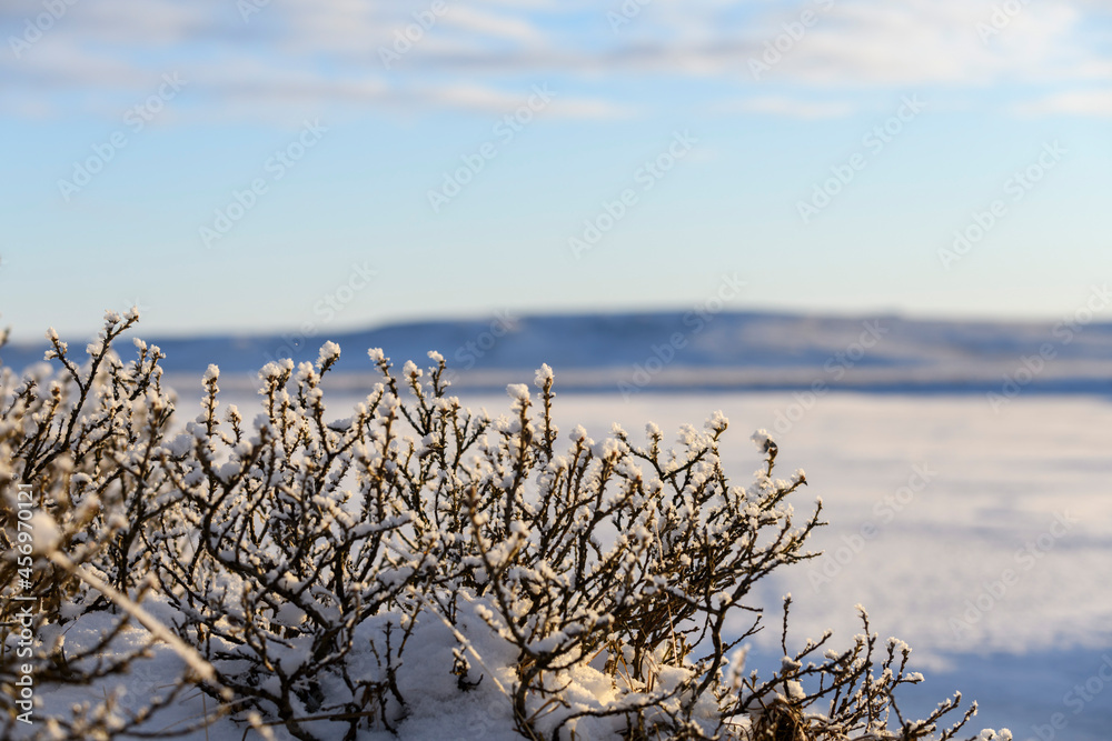 Arctic landscape in winter time. Grass with ice in tundra. Arctic landscape in winter time. Grass with ice in tundra.