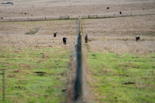 Stud beef cows and bulls grazing on green grass in Australia, breeds include speckled park, murray grey, angus and brangus. photo