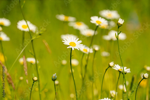 daisies in the meadow