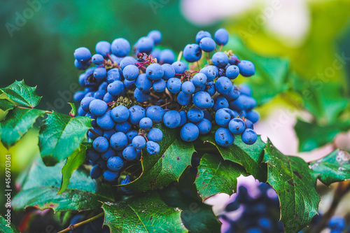 bunch of berries. 