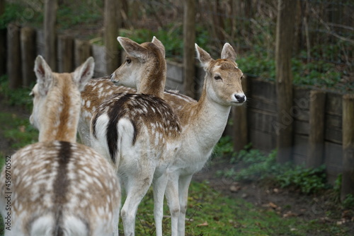 deers in the woods