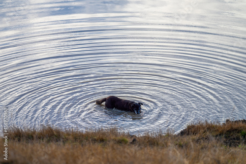 portrait of a working kelpie dog, drinking water while swimming in a pond and dam, during summer.