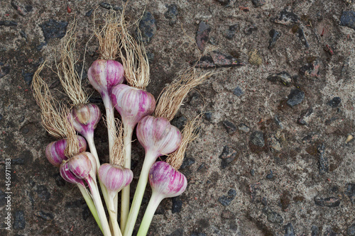 Bouquet of garlic bulbs on the stone background with top view. Healthy food from the garden. Antioxidants and vitamins from nature.