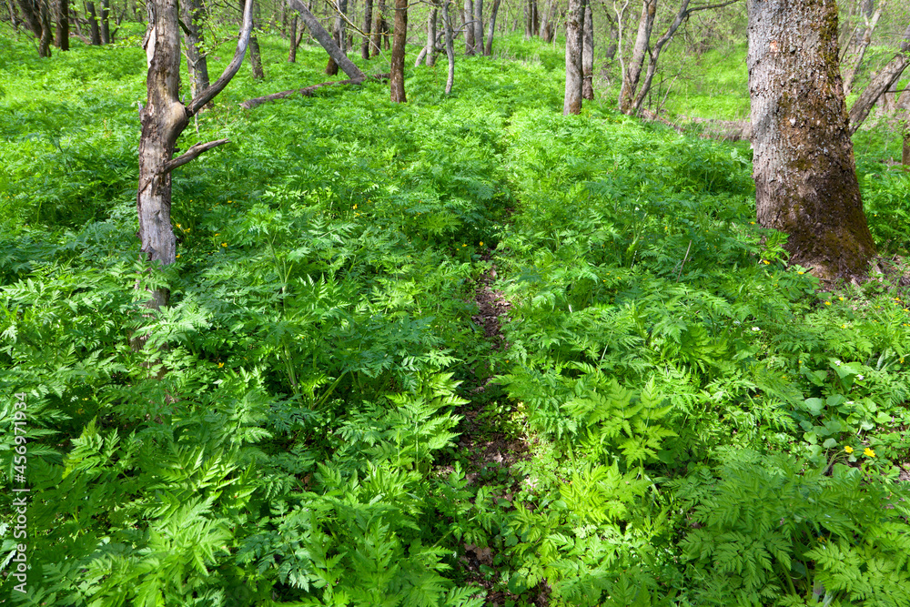 Obraz premium Forest background with lush green plants and tree trunks.