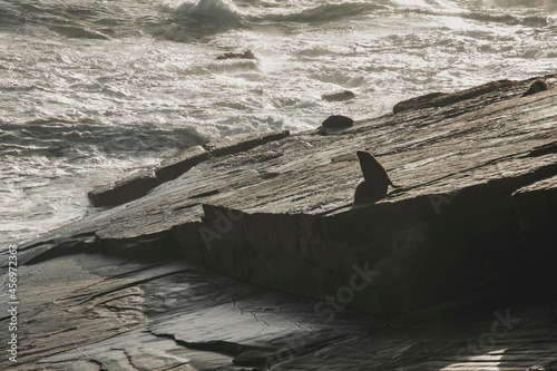 Lion de mer sur un rocher