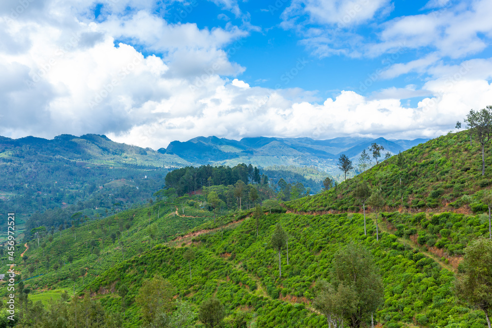 Picturesque natural landscape. Green tea plantations in the highlands. Growing tea