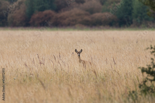 European Roe Deer Capreolus walks in the meadow in the tall grass, nature reserve, beautiful tall grass in the meadow, protruding head of the deer, large space
