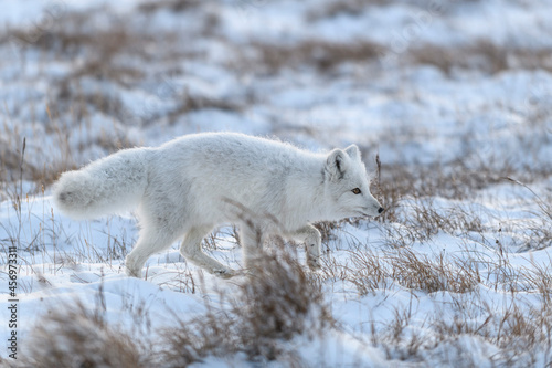 Wild arctic fox  Vulpes Lagopus  in tundra in winter time. White arctic fox running.