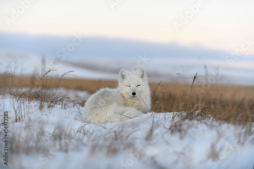Wild arctic fox in tundra. Arctic fox lying. Sleeping in tundra. © Alexey Seafarer