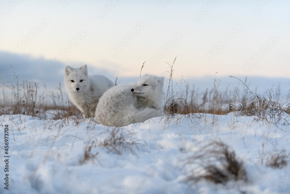 Two young arctic foxes (Vulpes Lagopus) in wilde tundra. Arctic fox playing. Two young arctic foxes (Vulpes Lagopus) in wilde tundra. Arctic fox playing.