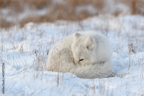 Wild arctic fox  Vulpes Lagopus  in tundra in winter time. White arctic fox lying.