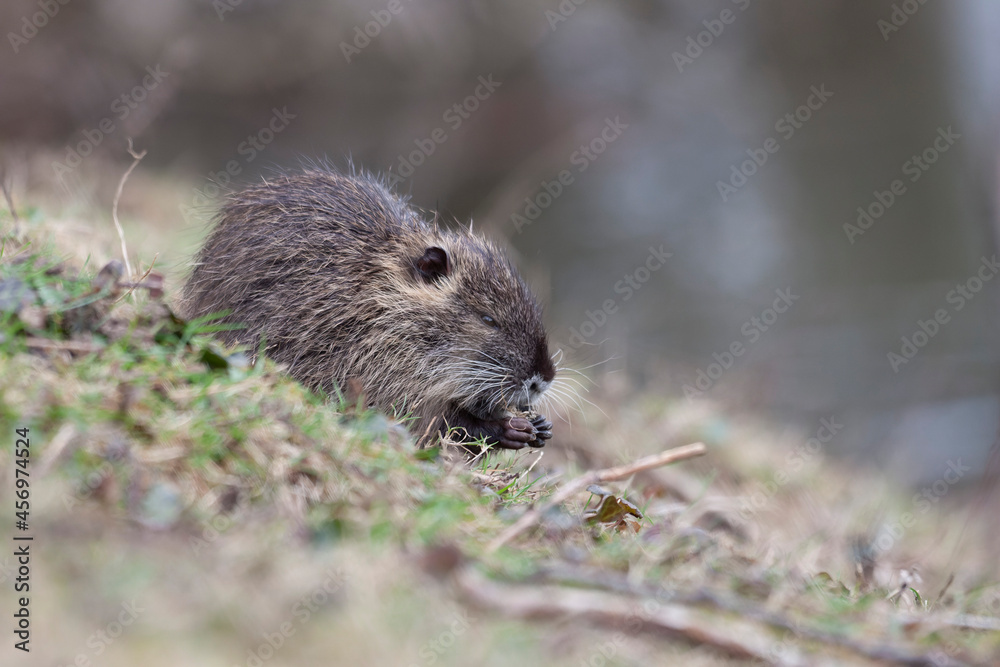 Nutria Coypu in close-up Myocastor coypus Nutria Coypu in close-up Myocastor coypus