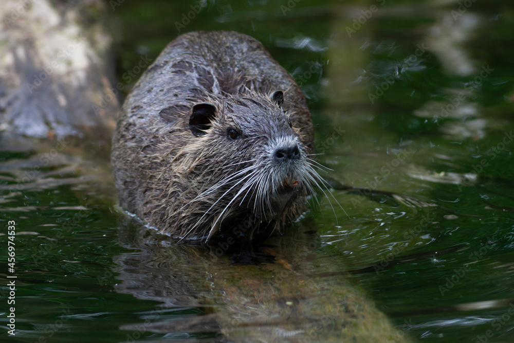Nutria Coypu in close-up Myocastor coypus Nutria Coypu in close-up Myocastor coypus