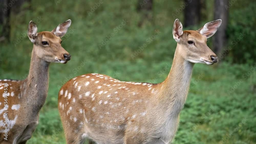 female deer and watchful in the forest. Roe deer, capreolus capreolus, doe feeding and looking around on misty meadow early in the morning. Unaware female wild animal with orange fur grazing on hay female deer and watchful in the forest. Roe deer, capreolus capreolus, doe feeding and looking around on misty meadow early in the morning. Unaware female wild animal with orange fur grazing on hay