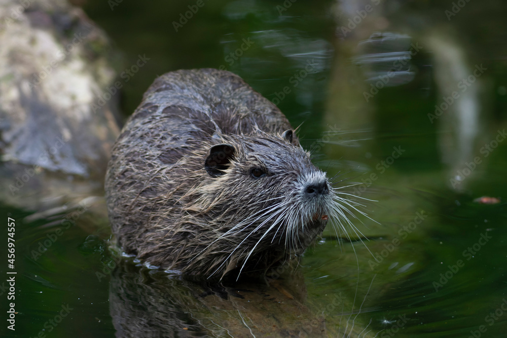 Nutria Coypu in close-up Myocastor coypus Nutria Coypu in close-up Myocastor coypus
