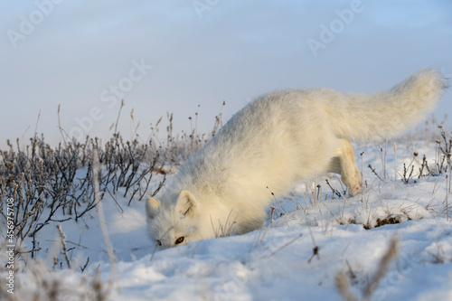 Arctic fox in winter time in Siberian tundra