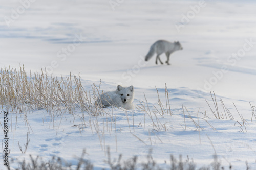 Two young arctic foxes  Vulpes Lagopus  in wilde tundra. Arctic fox playing.