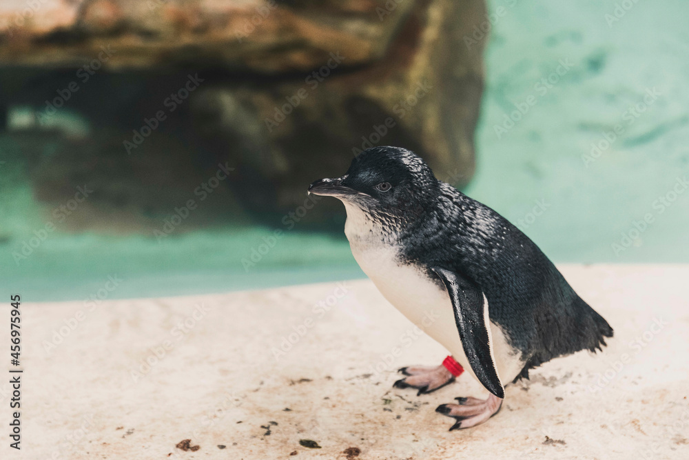 Fototapeta premium Bébé pingouin