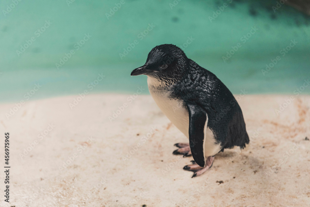 Fototapeta premium Bébé pingouin