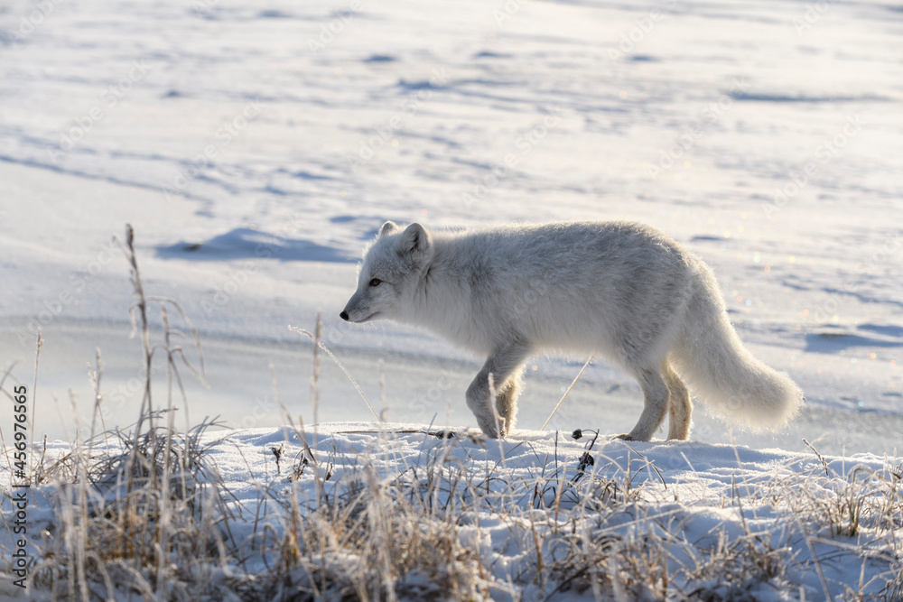 Arctic fox in winter time in Siberian tundra Arctic fox in winter time in Siberian tundra