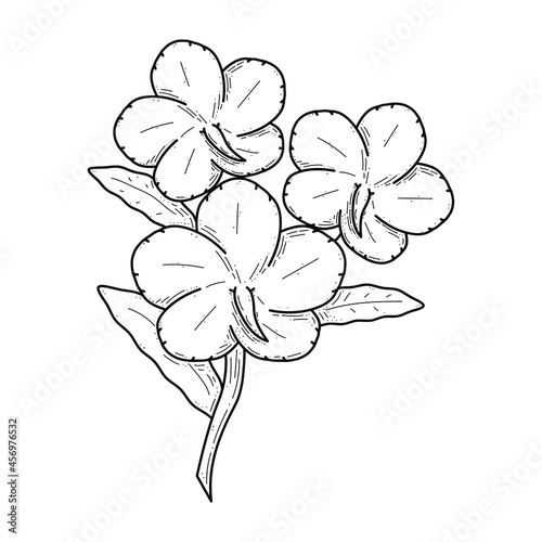 Abstract Hand Drawn Flower Plant Canna Botanic Floral Nature Bloom Doodle Concept Vector Design Outline Style On White Background Isolated