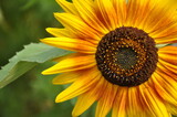 Close up of beautiful orange and yellow sunflower