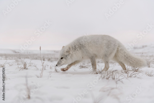 Arctic fox in winter time in Siberian tundra