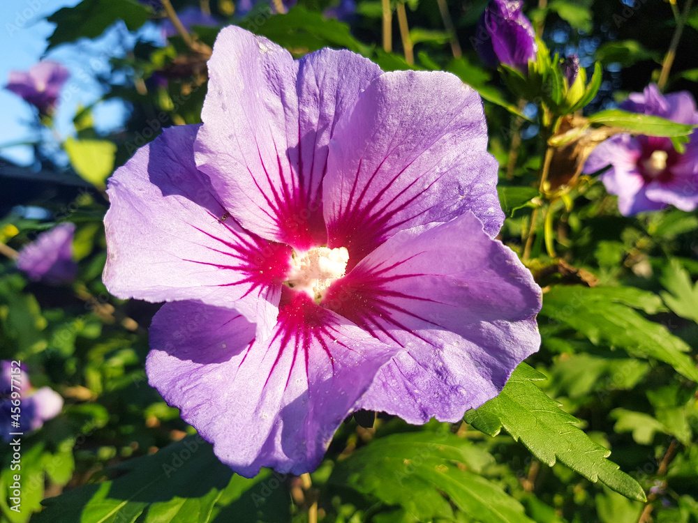 rose of Sharon also shrub althea (in german Echter Roseneibisch) Hibiscus syriacus rose of Sharon also shrub althea (in german Echter Roseneibisch) Hibiscus syriacus