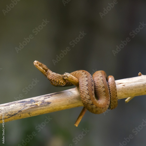 Red snake. Vipera berus sitting on a branch. Snake atack