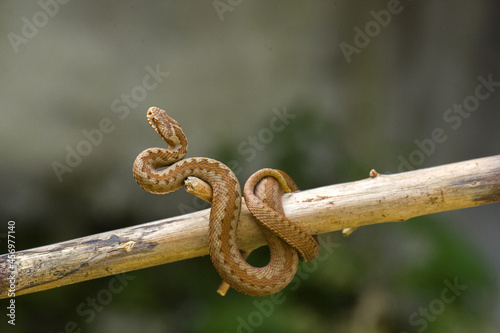 Red snake. Vipera berus sitting on a branch. Snake atack photo