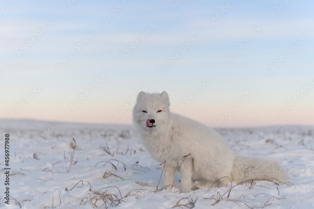 Arctic fox (Vulpes Lagopus) in wilde tundra. White arctic fox sitting.