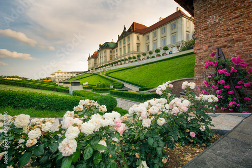 Fototapeta Naklejka Na Ścianę i Meble -  Kwitnące róże w ogrodzie królewskim