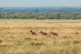 Three impala antelopes walking one after another in Queen Elizabeth National Park, Uganda