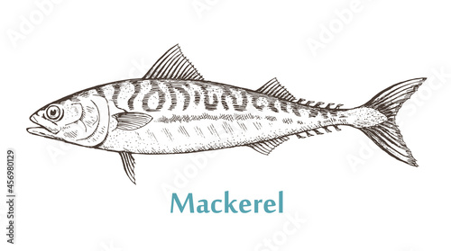 Sea fish mackerel on a white background. Cooking delicious food. Vector isolated illustration hand drawn