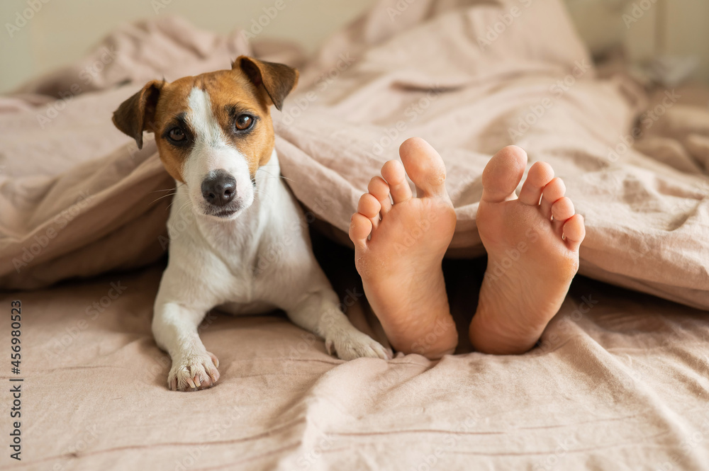 Obraz premium The dog lies with the owner on the bed and looks out from under the blanket. Barefoot woman and jack russell terrier in the bedroom.