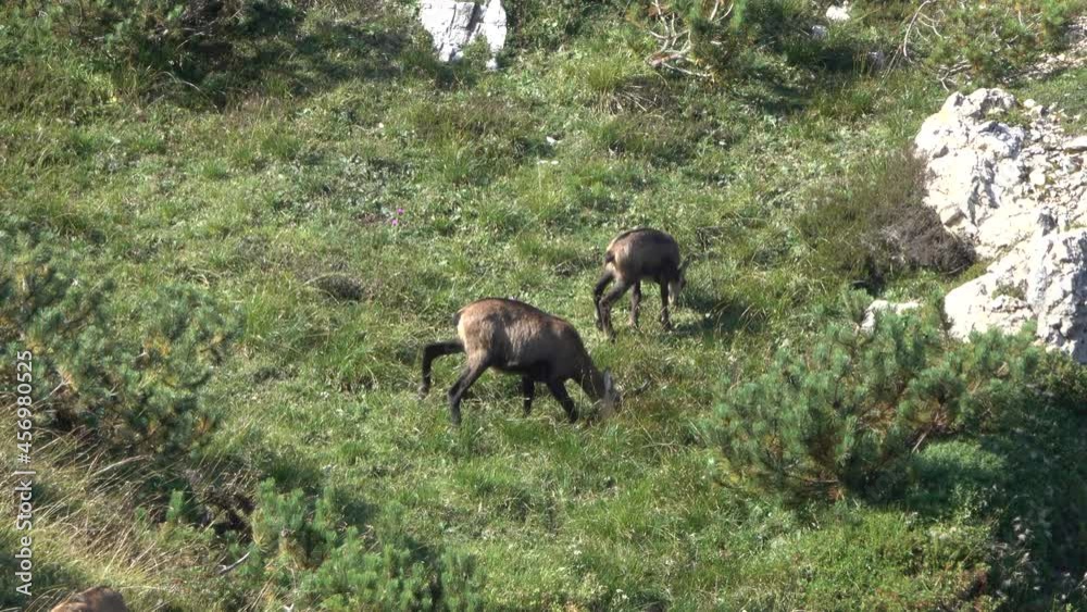 Group of chamois grazing on the mountain tops during spring, on the Carega Group, a mountain in the Veneto region, an imposing Italian limestone-dolomite massif Group of chamois grazing on the mountain tops during spring, on the Carega Group, a mountain in the Veneto region, an imposing Italian limestone-dolomite massif