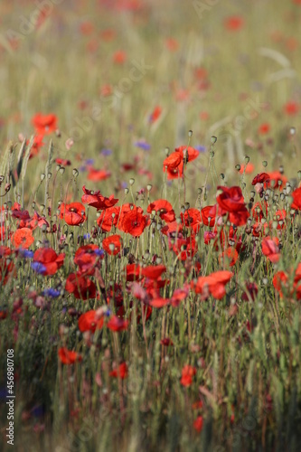 field of poppies © AndHub