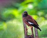 The common myna or Indian myna sometimes spelled mynah is a bird in the family Sturnidae native to Asia.