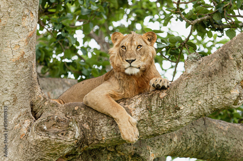 A lion resting on the tree. Queen Elizabeth National Park, Uganda © Denys