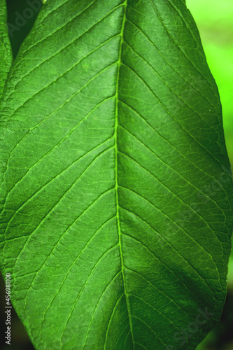 close up of Green leaf texture background