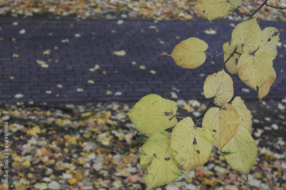 walk through autumn fall yellow foliage on the
quiet alley in the park walk through autumn fall yellow foliage on the
quiet alley in the park
