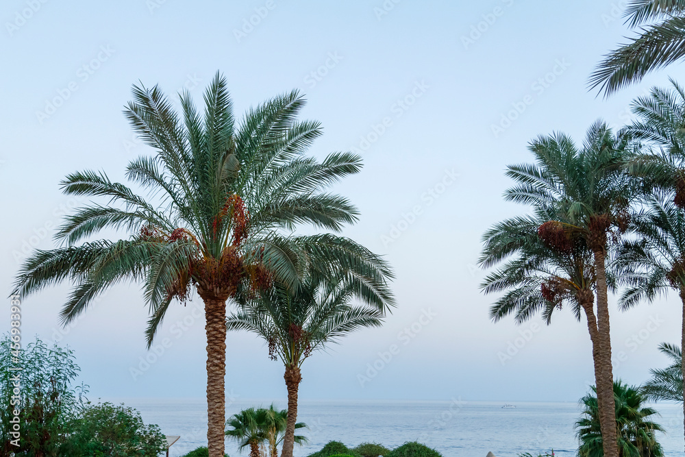 Palm trees on before sunset against the background of the evening sky.