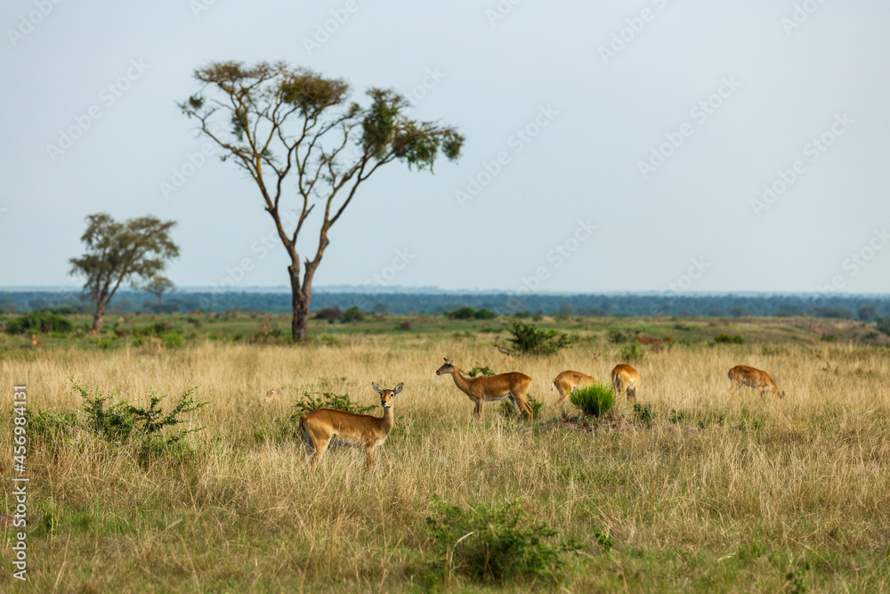 Fototapeta premium Ugandan kobs in african savanna. Queen Elizabeth National Park, Uganda