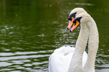 Romance and elegance of adult mute swans
